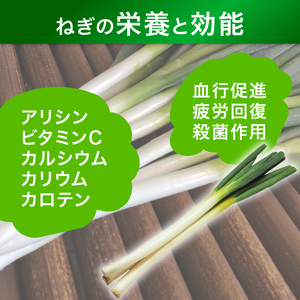 京都府産 一休ねぎ 5kg 白ネギ 葱