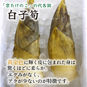 【先行予約】京都山城産たけのこ 皮付き湯がき済み 約1kg(2～3本)  2026年4月発送 たけのこ