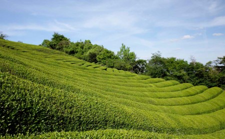 お抹茶いっぷくセット