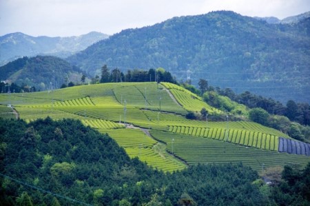京都宇治健康茶「百薬の頂」 350g×3箱 〈お茶 茶 宇治茶 ブレンド 黒大豆 大麦 ハトムギ 米 とうもろこし ごぼう 小豆 杜仲茶 どくだみ 桑の葉 ウコン 健康茶 飲料 加工食品〉 飲料類