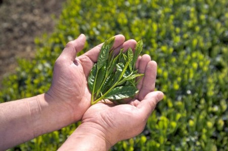 宇治・水出し朝昼番茶ティーバッグ10g×20袋入×3本　〈お茶 茶 煎茶 緑茶 番茶 秋摘み カテキン ポリサッカライド 水出し ティーバッグ ティーパック 飲料 健康 加工食品〉 水だし 