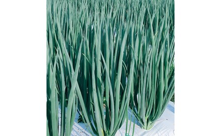 【6か月定期便】生産農家直送 京野菜・九条ねぎ1kg〈定期便 ねぎ ネギ 葱 九条ねぎ 京野菜 京都 新鮮 甘い 農家直送 野菜〉 6ヶ月 6回 半年 