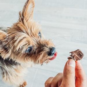 ＼京都産天然鹿肉使用/愛犬用 鹿肉ジャーキー10パック(ペットフード)【1473371】