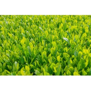 【新茶・令和8年度産】和束茶ギフトセット(竹) 　煎茶、かりがね　(2026年6月中旬以降発送分)【1274605】