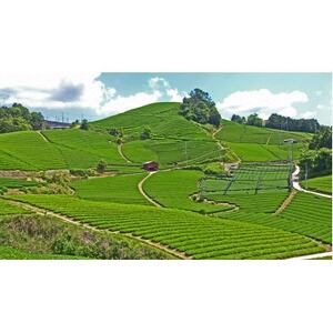 【新茶・令和8年度産】和束茶ギフトセット(竹) 　煎茶、かりがね　(2026年6月中旬以降発送分)【1274605】