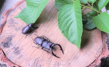 【配送期間は2026年6月下旬~8月上旬に随時配送】ノコギリクワガタ(成虫)オスメス1ペア