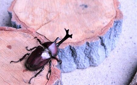 【配送期間は2026年1月下旬～4月上旬に随時配送】カブトムシ（幼虫6匹）