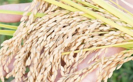 【絶品】全国で認められたうまさ！植田さんの受賞米食べ比べ2品種×2kg