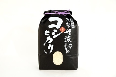 【12回定期便】 京丹波こしひかり 5kg×12カ月連続 合計60kg 令和7年産  [120MB001R]