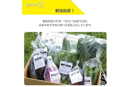 【京丹波の野菜】旬の京野菜セット　レギュラーコース【 野菜 野菜詰め合わせ 野菜セット 京野菜 】[011KH001]