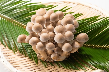 大粒丹波しめじ 石づきカット 6袋セット [010MK003]