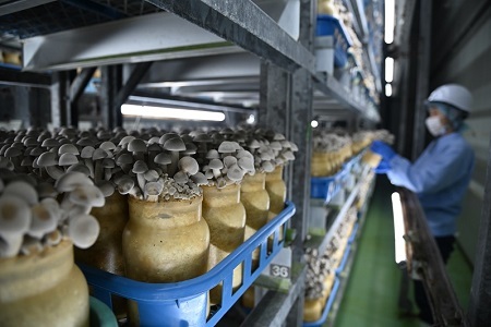 大黒本しめじ 丹波しめじ 詰め合わせ [010MK004]