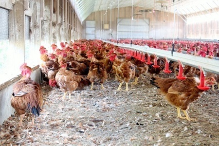 京赤地どり ささみ 300g×4パック 合計1.2kg 鶏肉