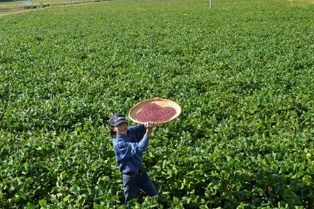 瑞穂大納言小豆 500g 京都 京丹波町産 ブランド 小豆 あずき [008KK003]