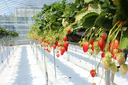 あきひめのコンフィチュール4個セット [010KS001]