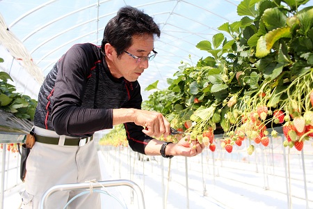 あきひめのコンフィチュール4個セット [010KS001]