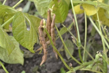 瑞穂大納言小豆 1kg 京都 京丹波町産 ブランド 小豆 あずき [010KK012]