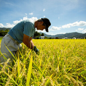 令和7年産米 京都府産「京の豆っこ米」10kg 有機肥料使用 おいしい丹後のコシヒカリ 農家直送_ 精米 米 米 こめ コメ_【1457199】