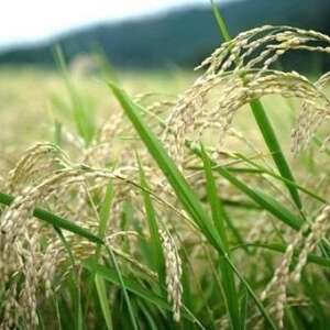 令和7年産コシヒカリ　YUMEMI-CHAN とっておき!　玄米300g×真空パック6袋　農家直送【1636729】