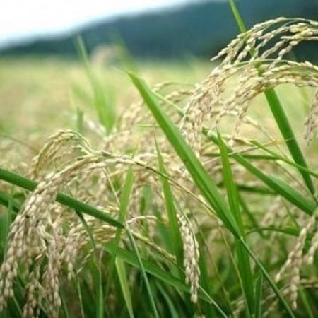 令和7年産コシヒカリ　YUMEMI-CHAN とっておき!　玄米300g×真空パック3袋　農家直送【1641442】