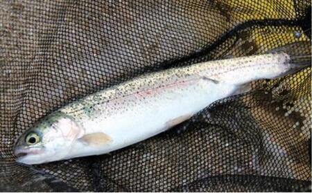 金岡フィッシングパーク&バーベキュー ご利用クーポン(1,500円相当)