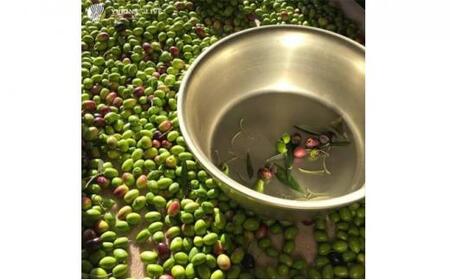 YURINA OLIVE 堺産プレミアムエキストラバージンオリーブオイル【ミッション種】