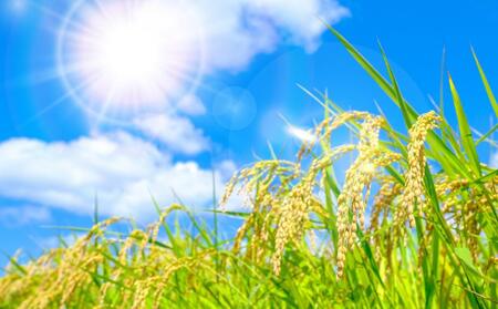 大醤 日清あっさりこめ油紙パック450g×6本