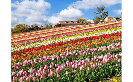 ハーベストの丘入園券 大人
