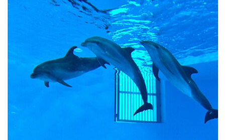 ノアドルフィンドーム 浅瀬でイルカと遊ぶ体験 ペア入場券付