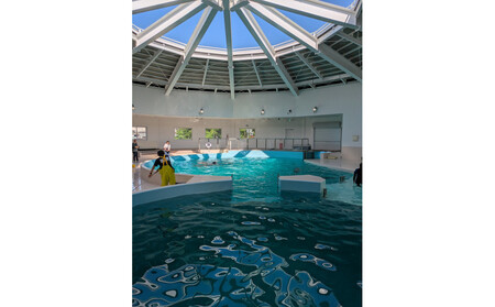 ノアドルフィンドーム 浅瀬でイルカと遊ぶ体験 ペア入場券付