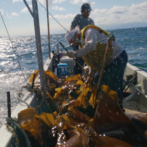 こんぶ美人・養命酢2本&美人しそ茶1p5