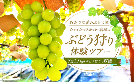 【先行予約・数量限定】人気の体験型返礼品2026年夏秋体験【 あさつゆ愛のぶどう園 シャインマスカット 翡翠 ぶどう狩り 体験ツアー 3房 1.5kg 】葡萄  体験チケット家族 大阪 大阪府 岸和田市