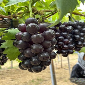 【先行予約】【数量限定】夏一番 ぶどうセット 3色 3房 セット 詰め合わせ ゴールドフィンガー クイーンセブン 泉湧誉 葡萄 ぶどう 食べ比べ フルーツ 果物 旬のフルーツ 旬の果物 大阪 大阪府 岸和田市