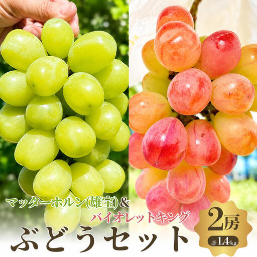 【先行予約】【数量限定】おすすめ感謝 セット ぶどうセット マッターホルン バイオレットキング 2房 詰め合わせ 葡萄 ぶどう ブドウ 食べ比べ フルーツ 果物  旬の果物 大阪 大阪府 岸和田市