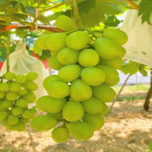 【先行予約】【数量限定】おすすめ感謝 セット ぶどうセット シャインマスカット 2房 クイーンセブン 泉湧誉 4房 詰め合わせ 葡萄 マスカット 食べ比べ フルーツ 旬のフルーツ 大阪 大阪府 岸和田市