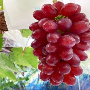 【先行予約】【数量限定】贅沢 極旨 ぶどうセット 4種 7房 セット 詰め合わせ 葡萄 ぶどう ブドウ マスカット シャインマスカット 食べ比べ フルーツ 果物  旬の果物 大阪 大阪府 岸和田市