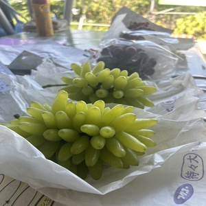 【先行予約】【数量限定】贅沢 極旨 ぶどうセット 4種 7房 セット 詰め合わせ 葡萄 ぶどう ブドウ マスカット シャインマスカット 食べ比べ フルーツ 果物  旬の果物 大阪 大阪府 岸和田市