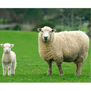 敷きパッド 毛布 クイーン 160×205cm アイボリー 洗える ふわふわ ウール ファー 敷き毛布 敷毛布 ベッドパッド ベッ ウール100% 日本製 寝具 大阪 大阪府 岸和田市