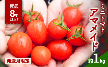先行予約 ミニトマト 1kg 農家さん一押し 期間限定 トマト アマメイド 糖度8度以上 甘い 野菜 旬 春 夏 旬の野菜 季節の野菜 先行 予約 期間 限定 2026年 5月6月出荷 常温 大阪 大阪府 岸和田市