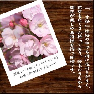 【39-08】 養庄園 中品盆栽：桜盆栽