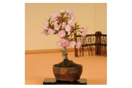 【39-03】 養庄園 ミニ盆栽：桜盆栽