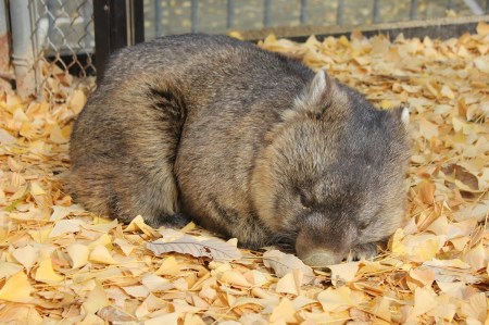 【24-07】五月山動物園　ウォンバットグッズAセット