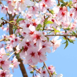 【39-10】 養庄園 しだれ富士桜盆栽
