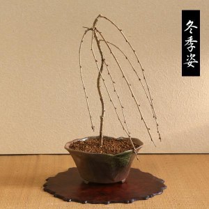 【39-10】 養庄園 しだれ富士桜盆栽