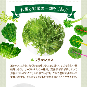 ココワークの水耕栽培野菜 約1kg ゆず人参ドレッシング2本 セット 栽培期間中 農薬不使用【大阪府吹田市】さっと洗うだけ 食べやすい お取り寄せ