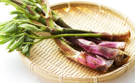 2026年分予約開始★北海道の春山菜お任せセット《おのっぷ農園》