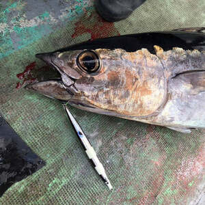 フィッシングマックスが開発する、完全現場視点のルアーブランド「AZZURRO」の、近海エリアをスピーディーにサーチ可能な万能メタルジグ。「フルボ200g」2本セット