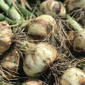 幻のたまねぎ 泉州黄玉ねぎ 10kg | 野菜 やさい 伝統野菜 泉州玉ねぎ たまねぎ 玉葱 ネギ 産地直送 大阪府 泉大津市 ※北海道・沖縄・離島への配送不可 ※2026年5月上旬～6月下旬頃に順次発送予定