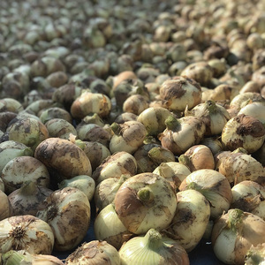 幻のたまねぎ 泉州黄玉ねぎ 10kg | 野菜 やさい 伝統野菜 泉州玉ねぎ たまねぎ 玉葱 ネギ 産地直送 大阪府 泉大津市 ※北海道・沖縄・離島への配送不可 ※2026年5月上旬～6月下旬頃に順次発送予定