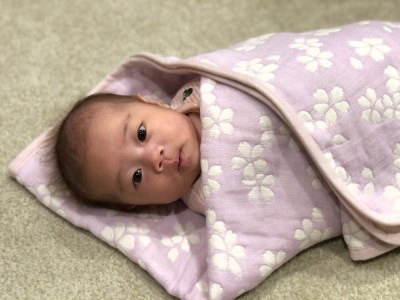 コットン ジャカード織 やわらか五重ガーゼひざ掛け 約70×100cm パープル色 FNG007 [3239]